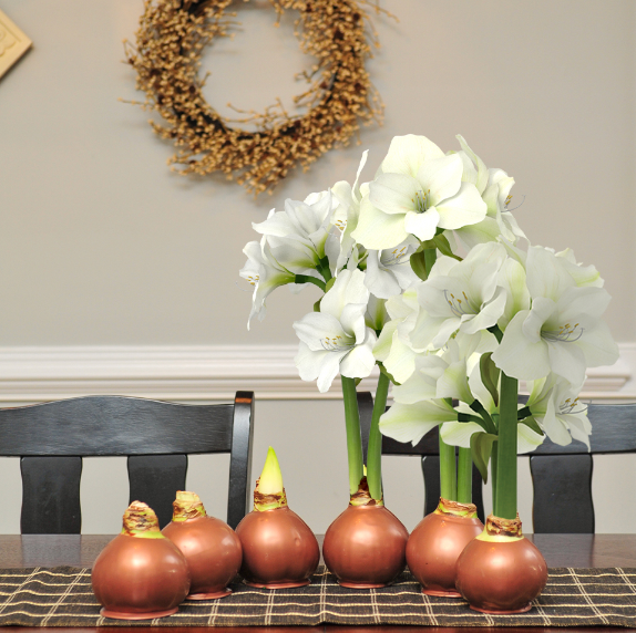 waxed-white-amaryllis-bulbs  Samantha Nass Floral Design LLC